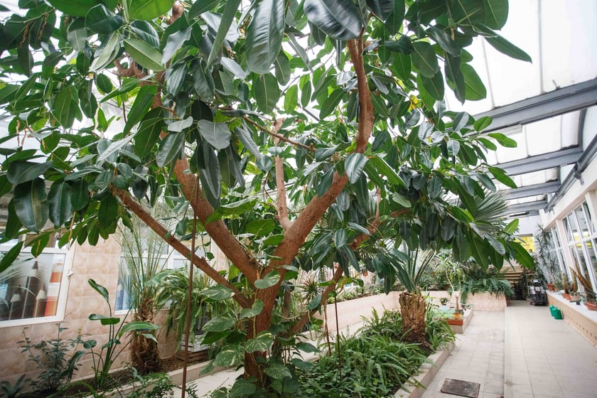 Mini ogr&oacute;d botaniczny w szkole podstawowej przy ul. Prostej