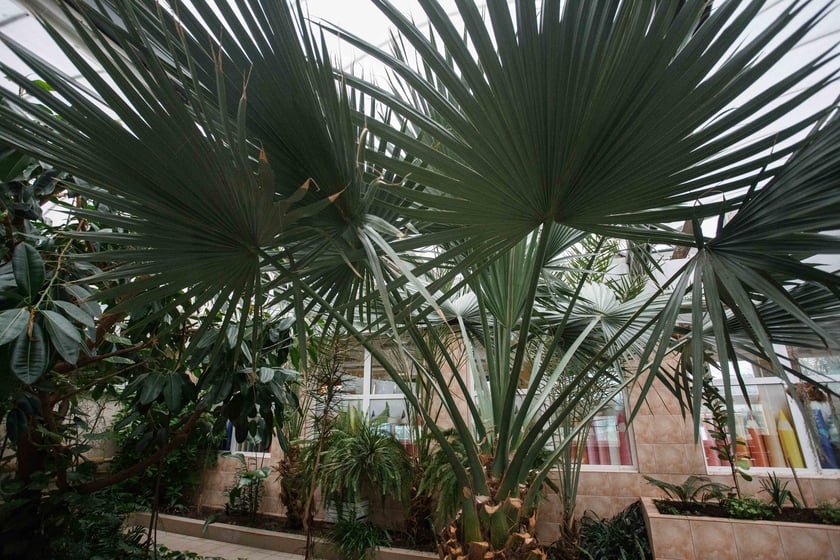 Mini ogr&oacute;d botaniczny w szkole podstawowej przy ul. Prostej