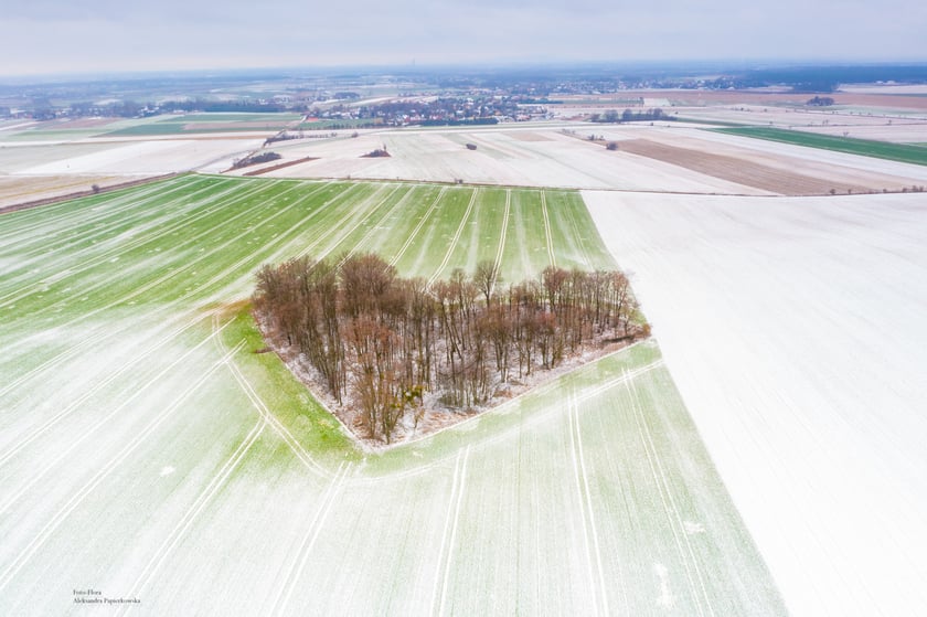 Zagajnik Miłości zimą wygląda r&oacute;wnie ciekawie jak wiosną. Ta popularna miejsc&oacute;wka znajduje się we wsi Skarszyn, położonej ok. 20 km od Wrocławia