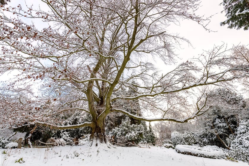 Zdjęcie buka "Serce Ogrodu" w Arboretum Wojnowice Uniwersytetu Wrocławskiego