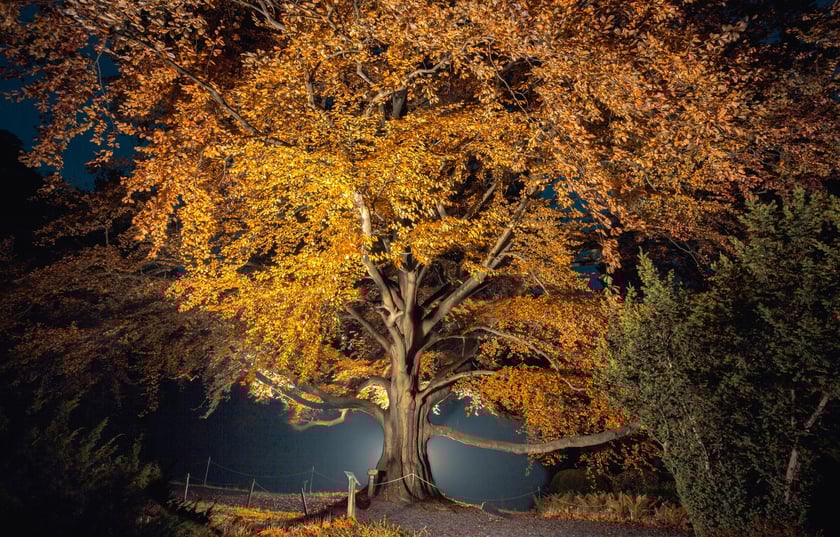 Zdjęcie buka "Serce Ogrodu" w Arboretum Wojnowice Uniwersytetu Wrocławskiego