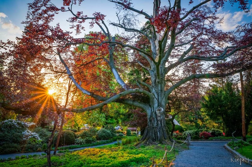 Zdjęcie buka "Serce Ogrodu" w Arboretum Wojnowice Uniwersytetu Wrocławskiego