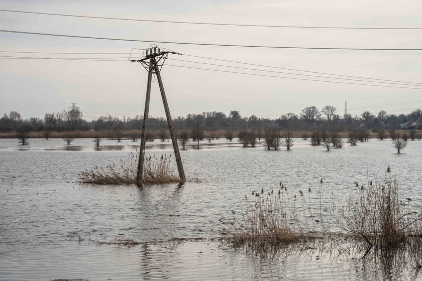 Woda z Widawy stojąca na niezabudowanych terenach we Wrocławiu (18 lutego 2024)