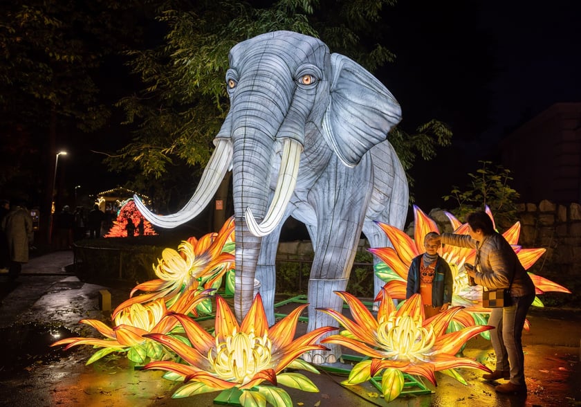 Wystawa Garden of Lights "Dzika Afryka" w zoo Wrocław