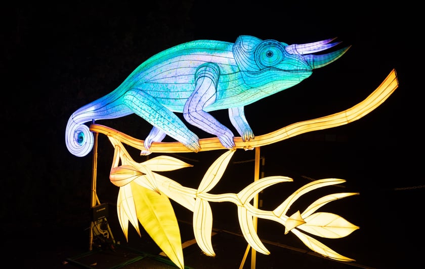 Wystawa Garden of Lights "Dzika Afryka" w zoo Wrocław