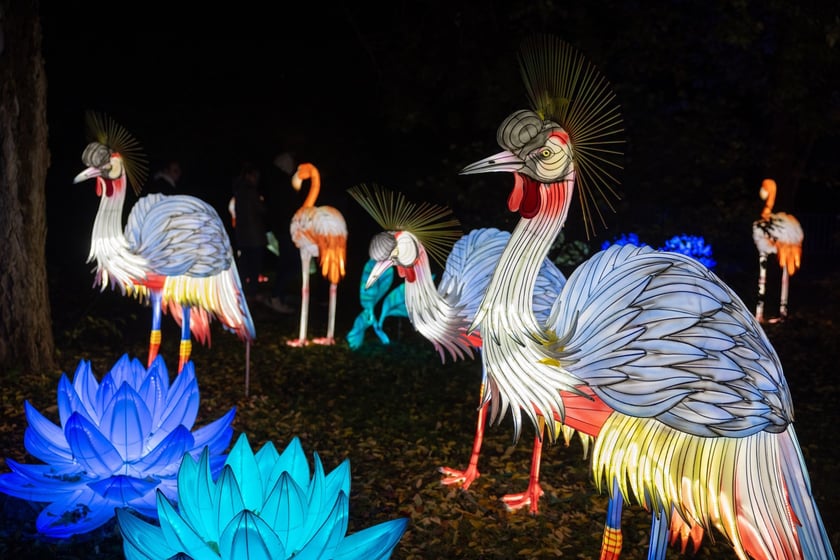 Wystawa Garden of Lights "Dzika Afryka" w zoo Wrocław