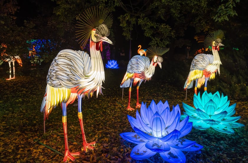 Wystawa Garden of Lights "Dzika Afryka" w zoo Wrocław