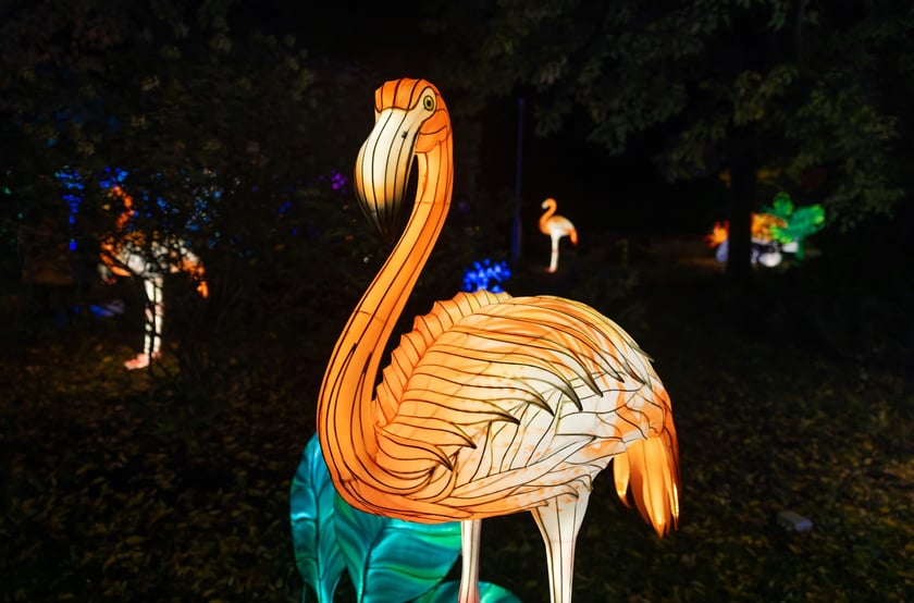 Wystawa Garden of Lights "Dzika Afryka" w zoo Wrocław