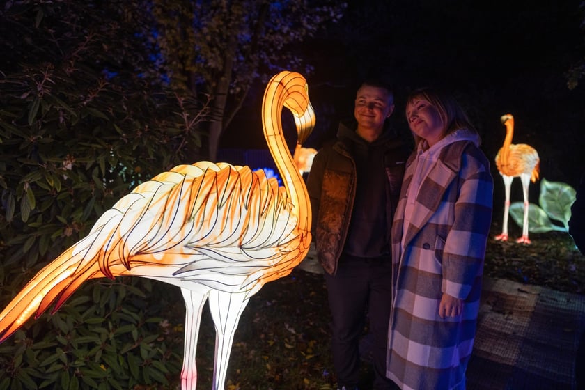 Wystawa Garden of Lights "Dzika Afryka" w zoo Wrocław