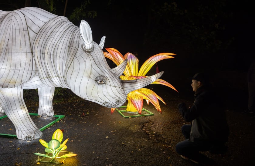Wystawa Garden of Lights "Dzika Afryka" w zoo Wrocław
