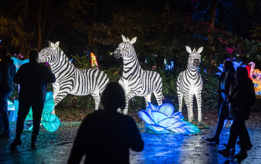 Wystawa Garden of Lights "Dzika Afryka" w zoo Wrocław