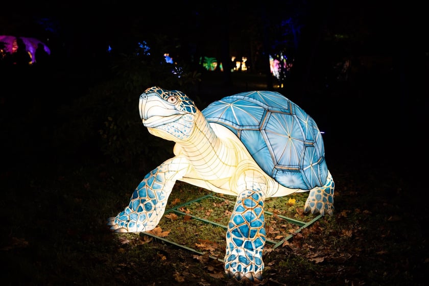 Wystawa Garden of Lights "Dzika Afryka" w zoo Wrocław