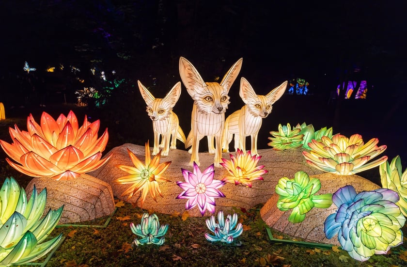 Wystawa Garden of Lights "Dzika Afryka" w zoo Wrocław
