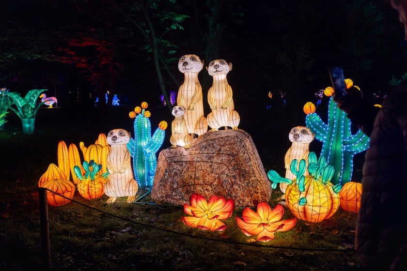 Wystawa Garden of Lights "Dzika Afryka" w zoo Wrocław