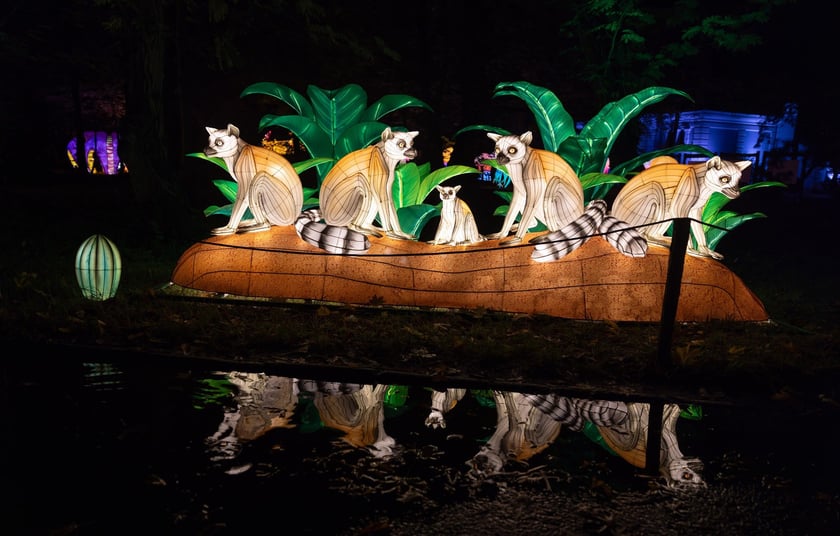 Wystawa Garden of Lights "Dzika Afryka" w zoo Wrocław
