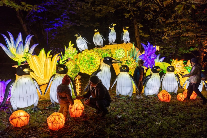 Wystawa Garden of Lights "Dzika Afryka" w zoo Wrocław