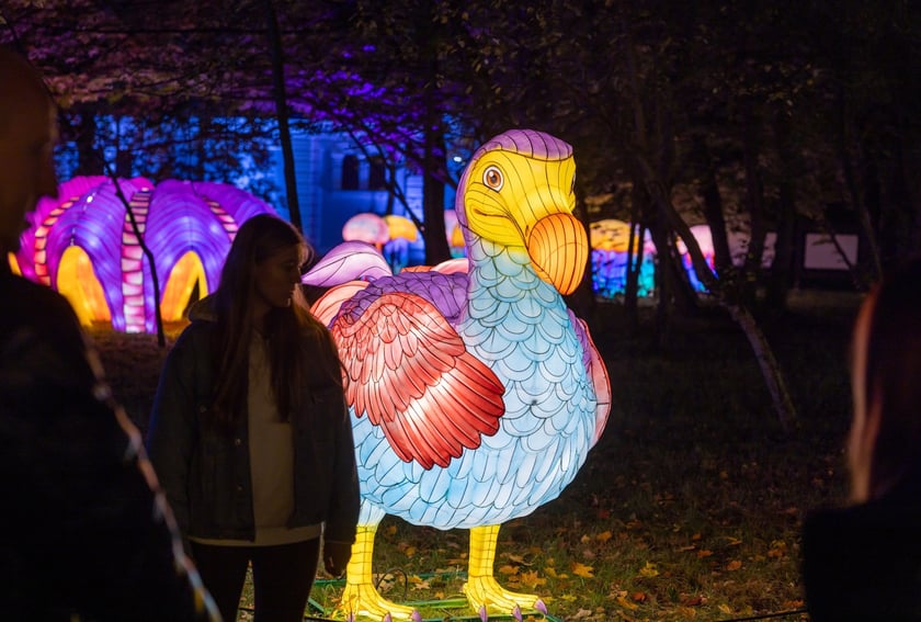 Wystawa Garden of Lights "Dzika Afryka" w zoo Wrocław