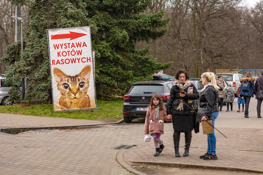 Wystawa kotów rasowych trwa przez ten weekend (2-3 marca) we wrocławskiej Orbicie