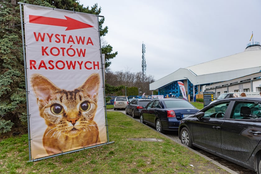Wystawa kotów rasowych trwa przez ten weekend (2-3 marca) we wrocławskiej Orbicie