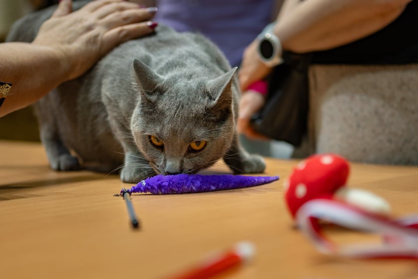 Wystawa kotów rasowych trwa przez ten weekend (2-3 marca) we wrocławskiej Orbicie