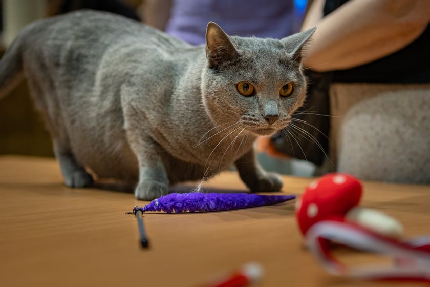 Wystawa kotów rasowych trwa przez ten weekend (2-3 marca) we wrocławskiej Orbicie