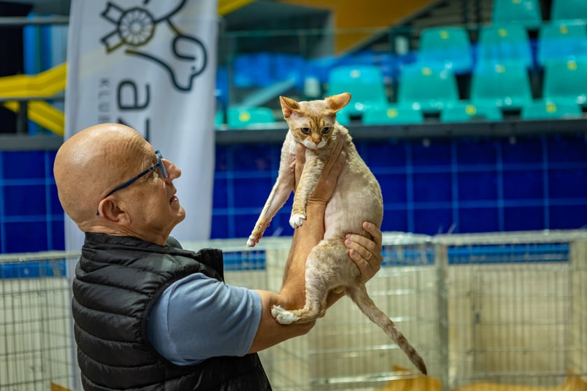 Wystawa kotów rasowych trwa przez ten weekend (2-3 marca) we wrocławskiej Orbicie