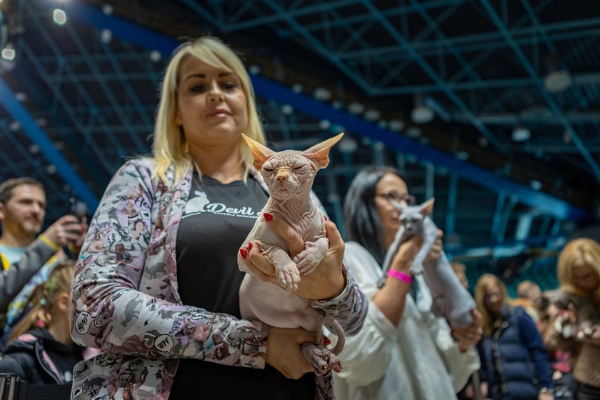 Wystawa kotów rasowych trwa przez ten weekend (2-3 marca) we wrocławskiej Orbicie