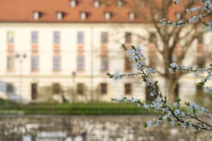 Wiosna we Wrocławiu