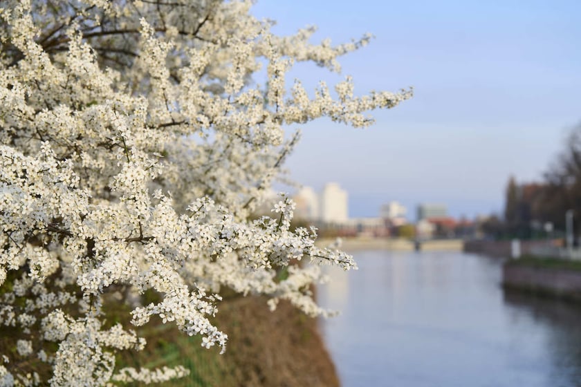 Wiosna we Wrocławiu