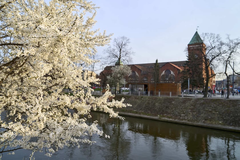 Wiosna we Wrocławiu