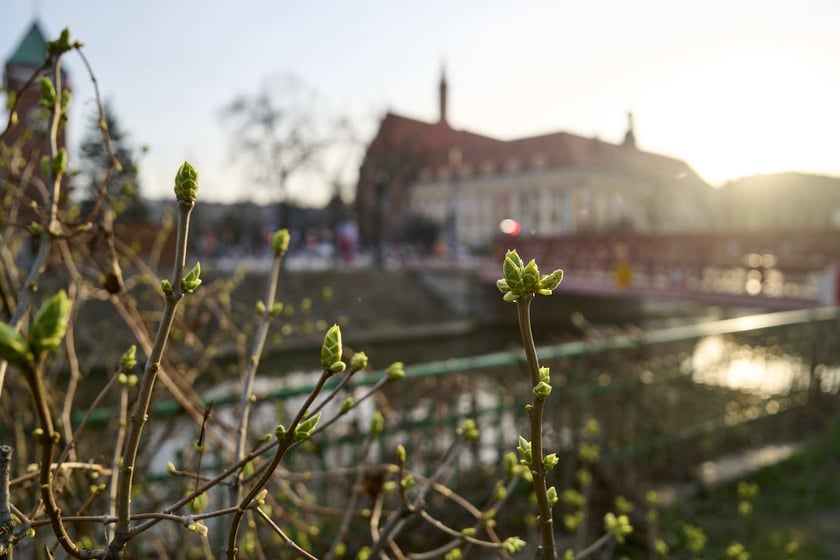 Wiosna we Wrocławiu