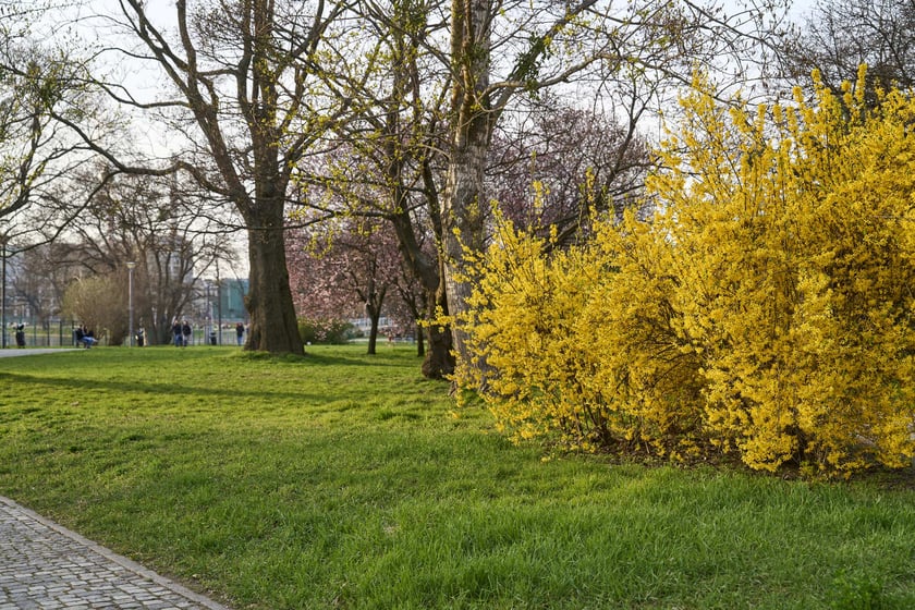 Wiosna we Wrocławiu