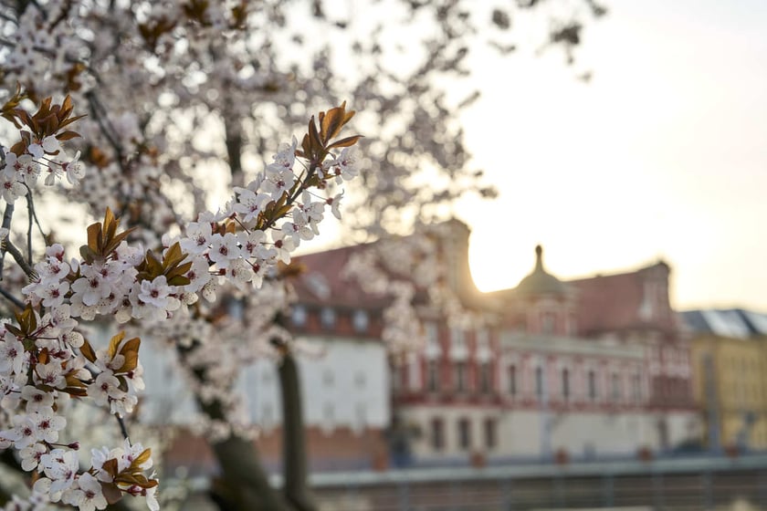Wiosna we Wrocławiu