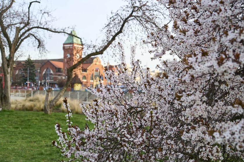 Wiosna we Wrocławiu