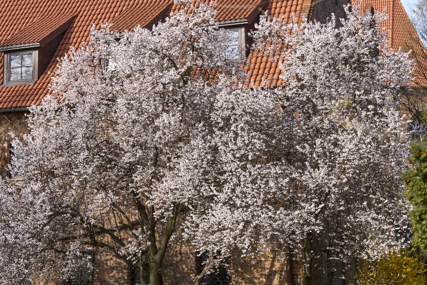 Wiosna we Wrocławiu