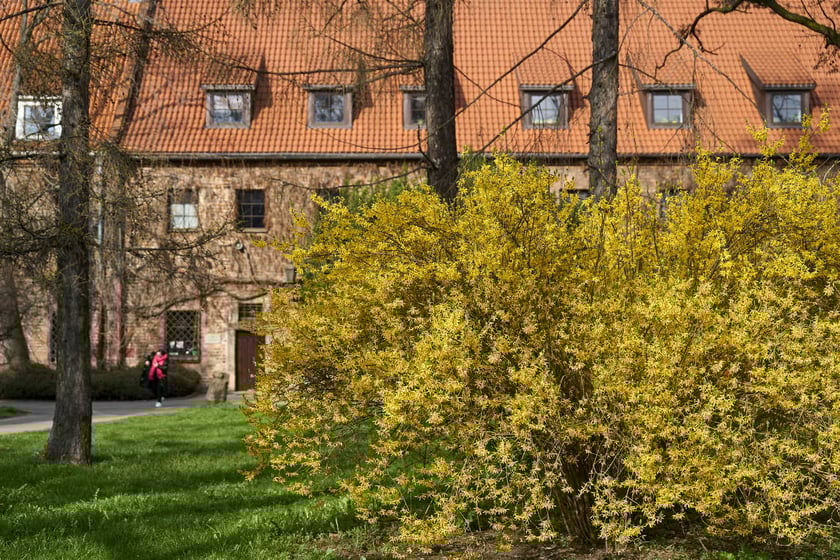 Wiosna we Wrocławiu