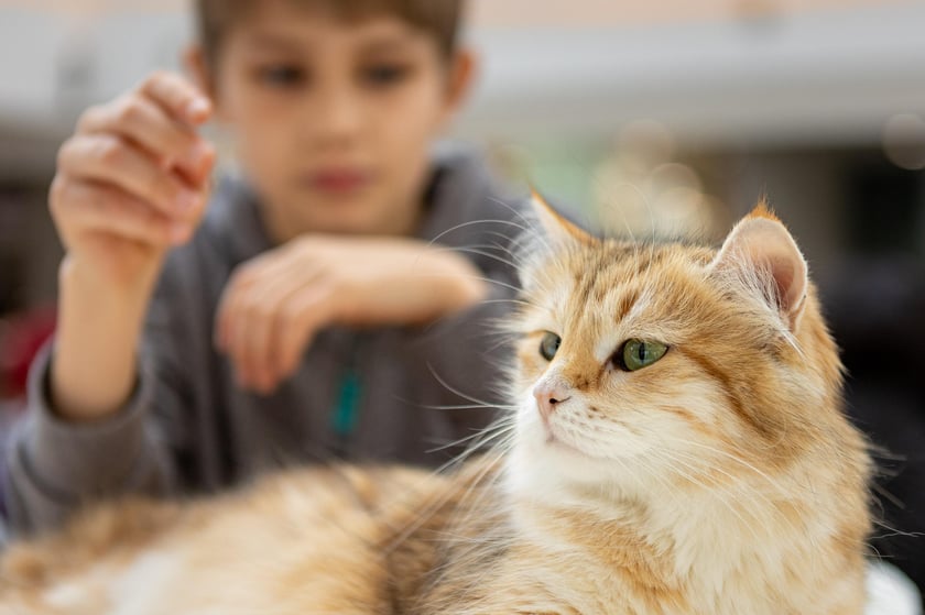 Prezentacja kotów rasowych w Magnolia Park - 24 marca