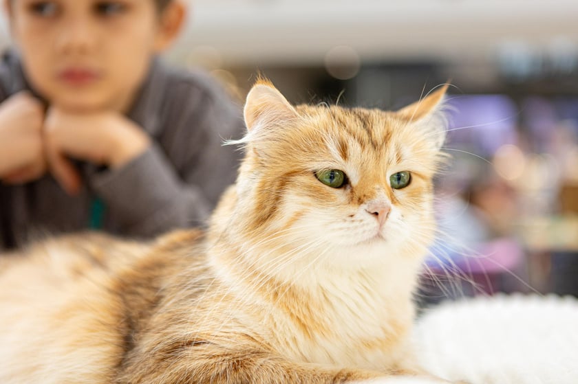 Prezentacja kotów rasowych w Magnolia Park - 24 marca