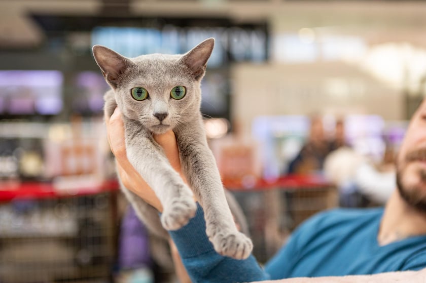 Prezentacja kotów rasowych w Magnolia Park - 24 marca