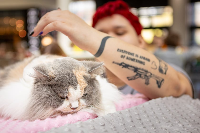 Prezentacja kotów rasowych w Magnolia Park - 24 marca