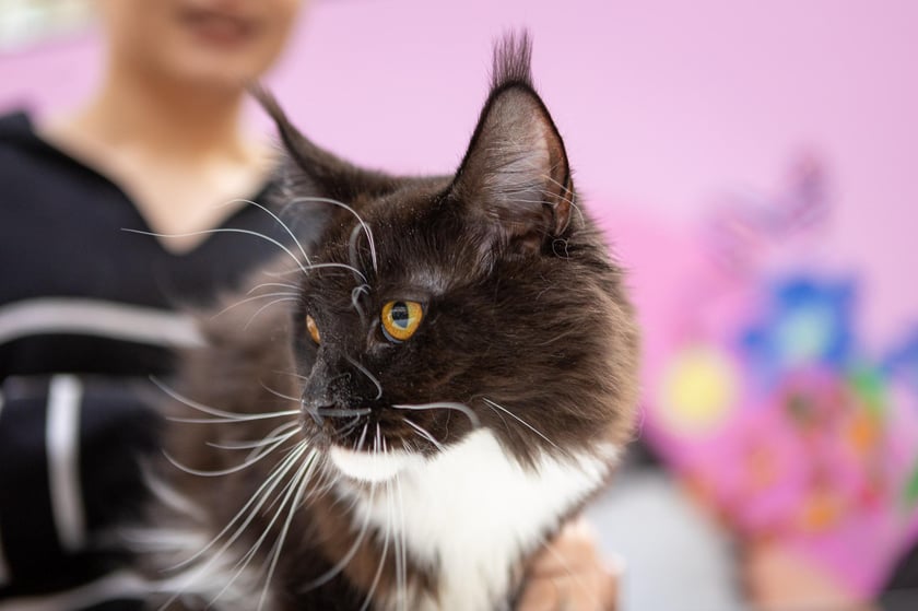 Prezentacja kotów rasowych w Magnolia Park - 24 marca