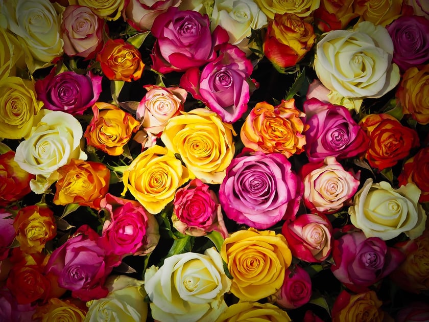 Na zdjęciu widok na różnokolorowe róże