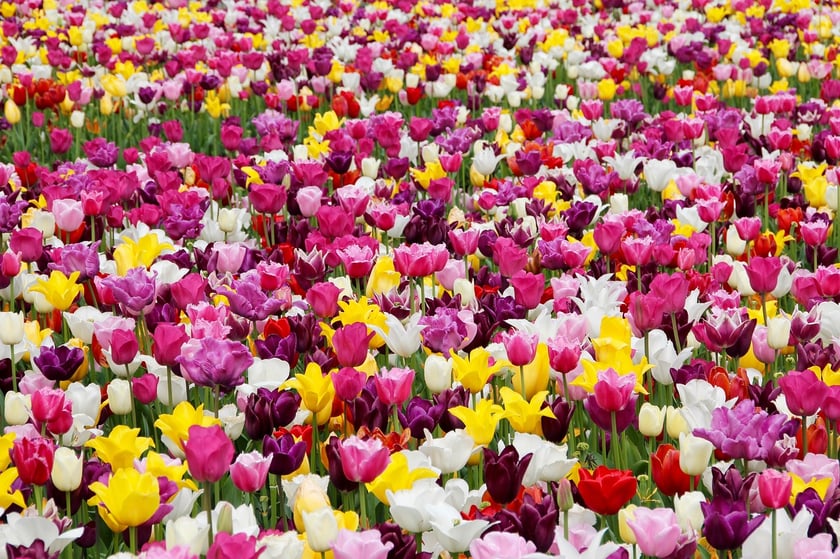 Na zdjęciu widok na różnokolorowe tulipany