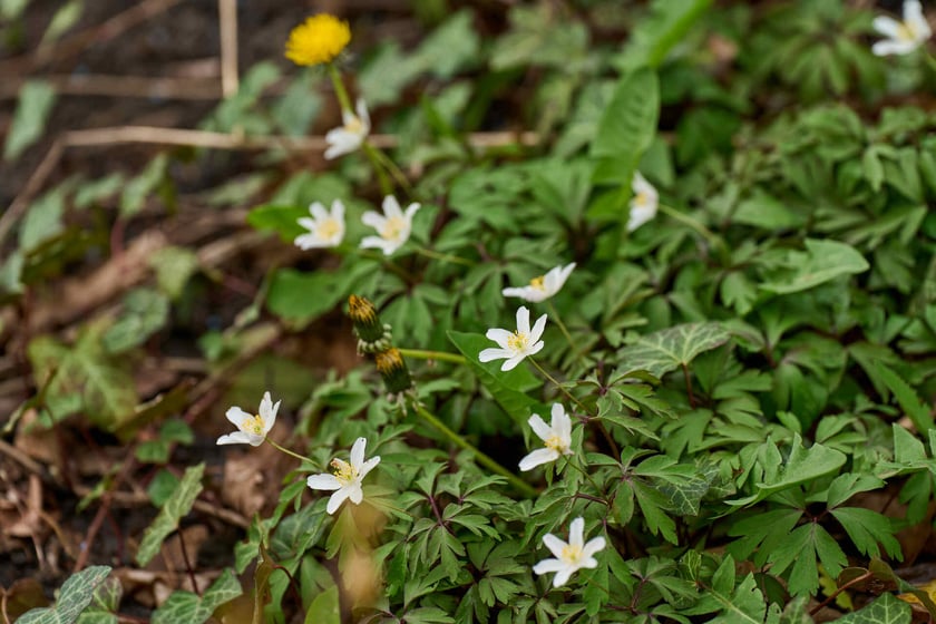 Ogród Japoński we Wrocławiu - 1 kwietnia 2024