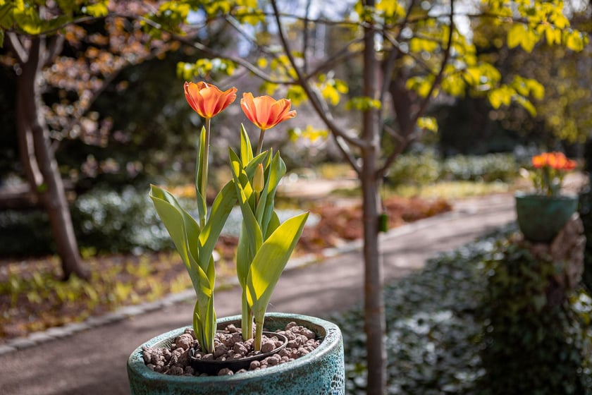 Wrocławski ogr&oacute;d botaniczny otwarty. Można go odwiedzać od 1 kwietnia do końca października.