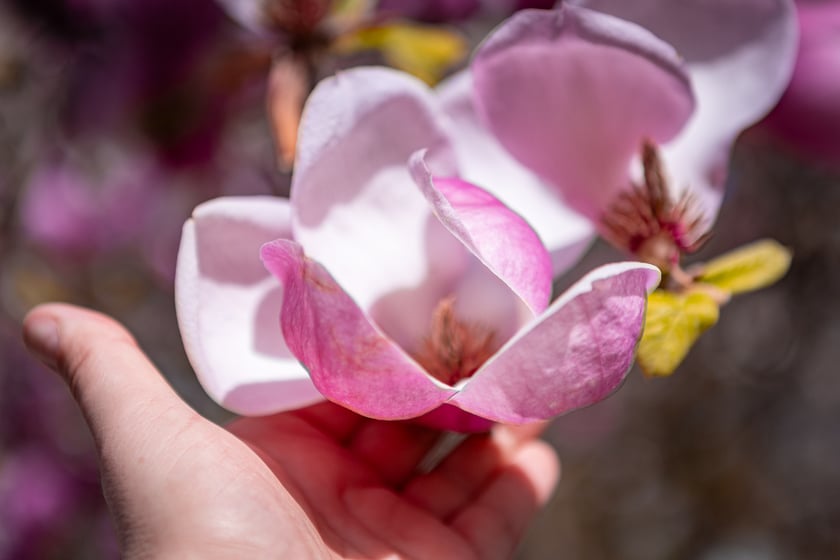 Wrocławski ogr&oacute;d botaniczny otwarty. Można go odwiedzać od 1 kwietnia do końca października.