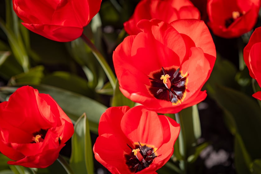 Wrocławski ogr&oacute;d botaniczny otwarty. Można go odwiedzać od 1 kwietnia do końca października.