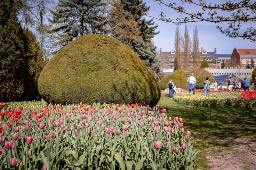 Wrocławski ogr&oacute;d botaniczny otwarty. Można go odwiedzać od 1 kwietnia do końca października.