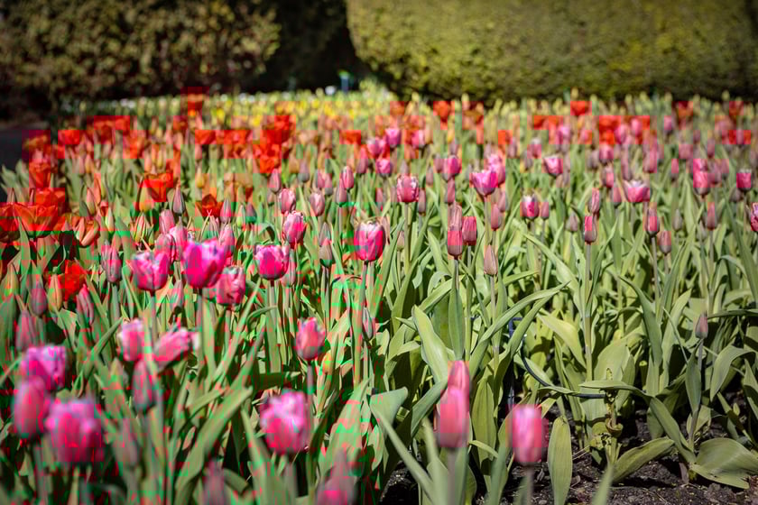 Wrocławski ogr&oacute;d botaniczny otwarty. Można go odwiedzać od 1 kwietnia do końca października.