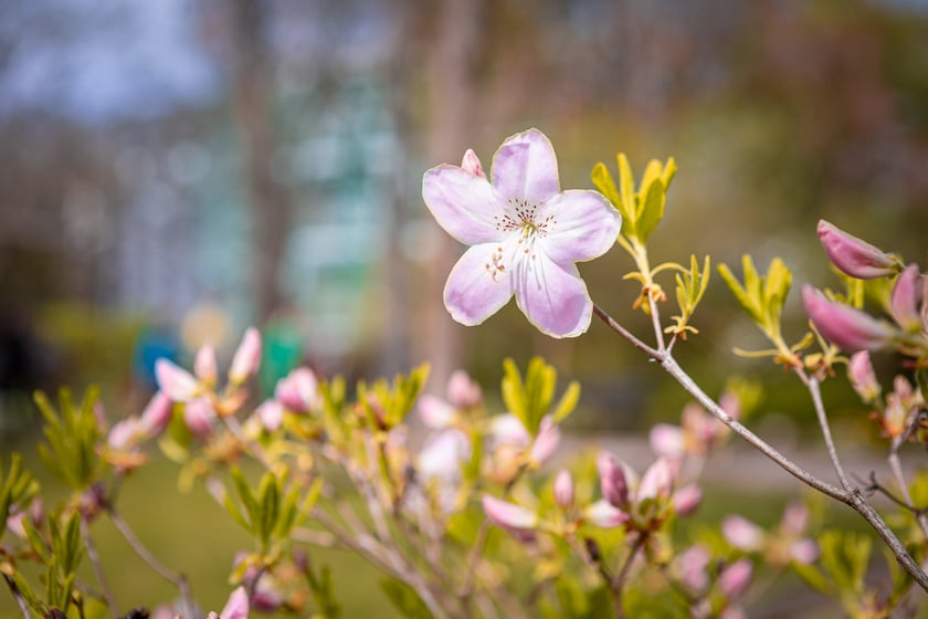 Wrocławski ogr&oacute;d botaniczny otwarty. Można go odwiedzać od 1 kwietnia do końca października.